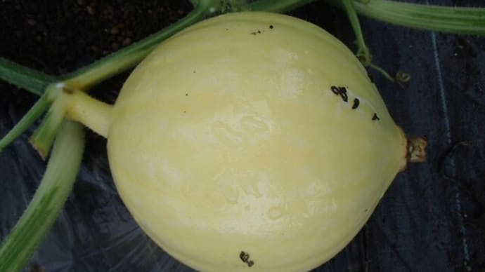 夏野菜でラタトゥイユ 25日
