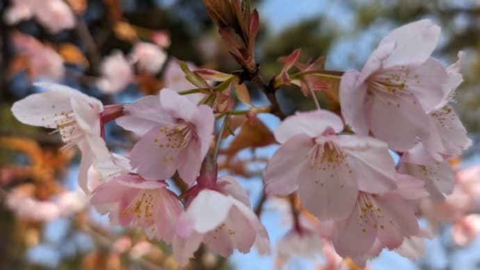 蜂須賀桜🌸