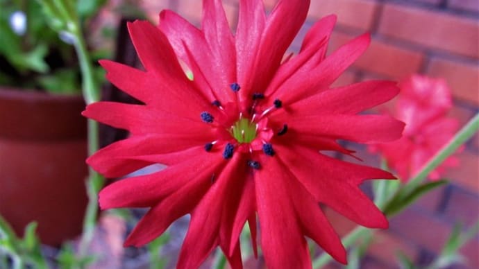 花と昆虫
