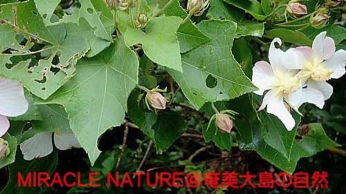 サキシマフヨウとフヨウの違い