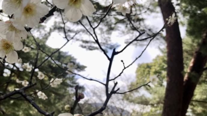 別府公園の梅