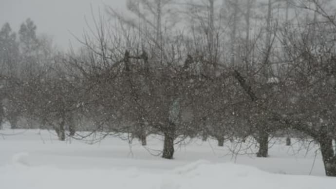 春まだ遠い雪降るリンゴ園から