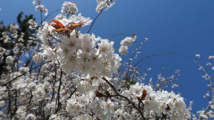 京都御苑の桜