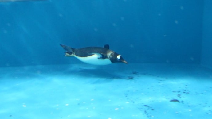 水中ペンギンの観察 3