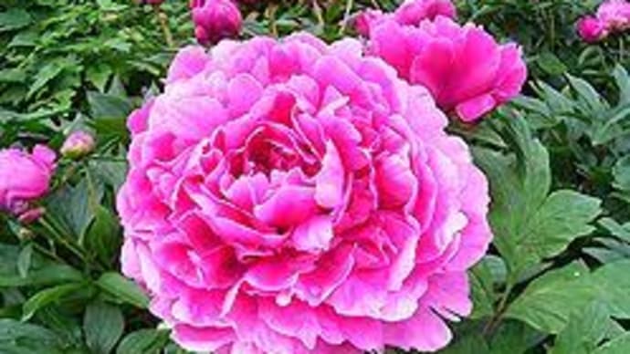 今日の誕生花