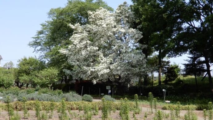 城山公園のなんじゃもんじゃの木(ヒトツバタゴ)