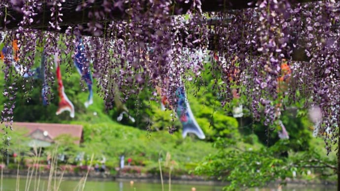 わが街の藤の花~蓮華寺池公園~