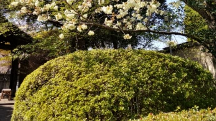 緑の桜〜上野周辺