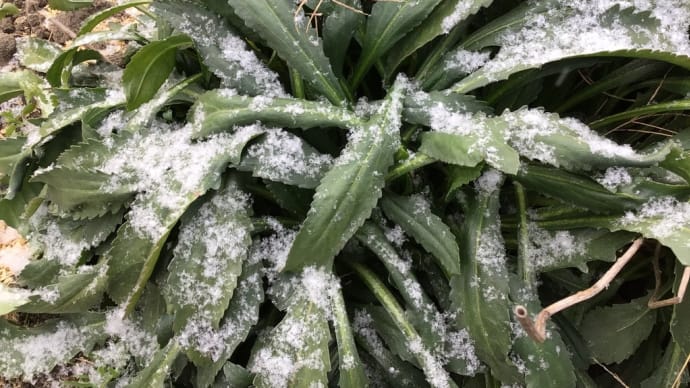 いよいよ冬到来 今朝はー5℃天気は雪
