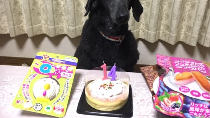 シルヴィ14歳になりました♪