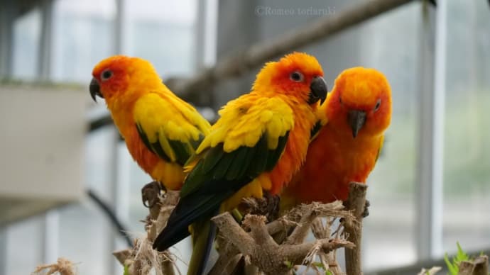 コガネメキシコインコと触れ合い