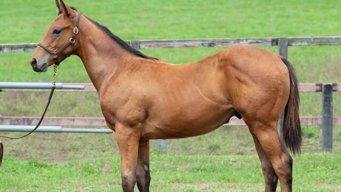 広尾TC・2021年秋追加募集馬 一体どちらが二刀流?