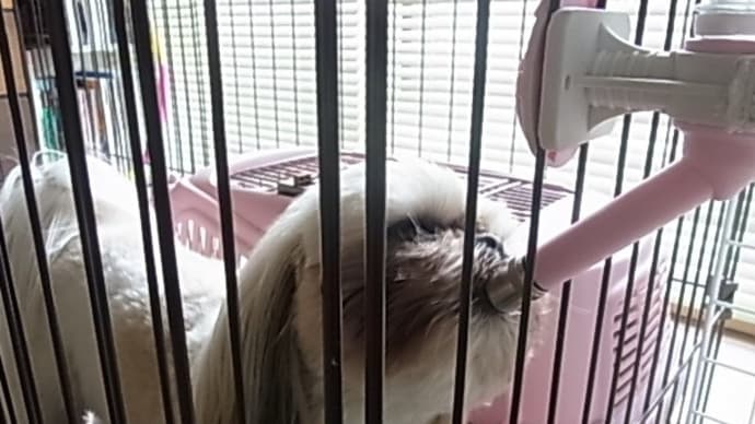 これなんで撮ったんだっけ?