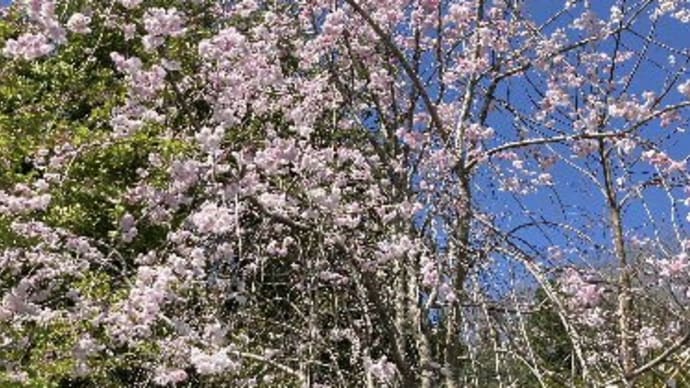 ◆「仙台しだれ桜」=「ソメイヨシノ」の開花から少し遅れて咲く／秋にも咲いていた「十月桜」も花がたくさん着いた／庭の花桃(はなもも)が咲き始めた