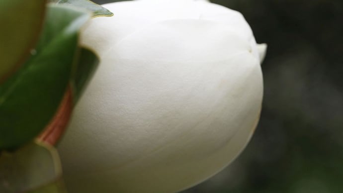 白い樹の花 - 6月も終わりです
