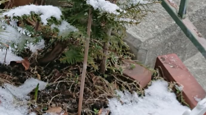 雪の札幌でした!