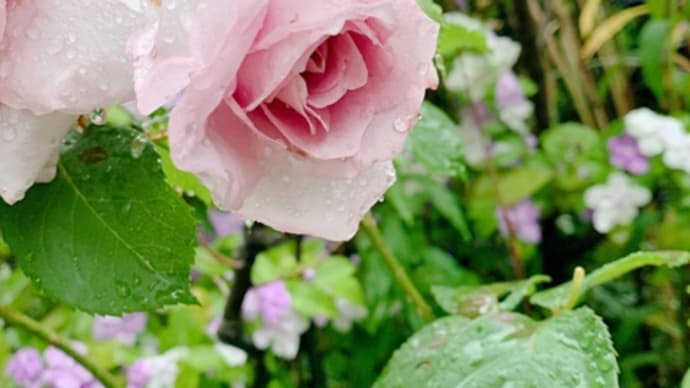 50代、次女のベビちゃんが産まれました♪=今の時間を!!=【娘達の事】