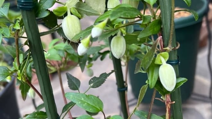冬咲きクレマチスシルホサの植え替え&定位置に置く