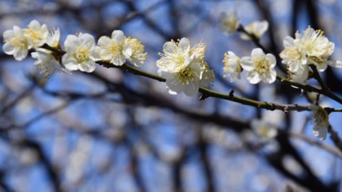 赤塚溜池公園　紅葉、白梅が一面に咲く　　　14