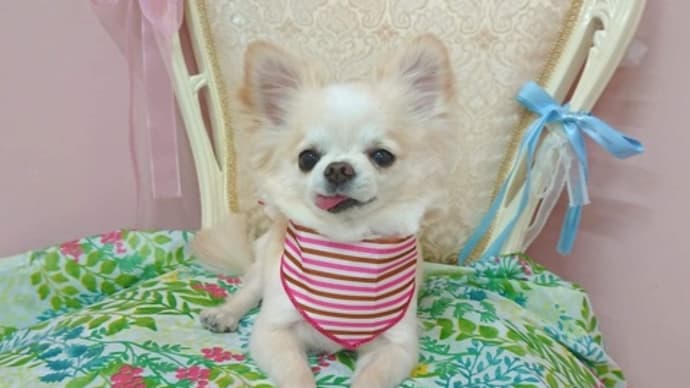 りり花が7歳になりました。