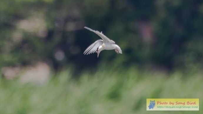 コアジサシ幼鳥が餌取りの練習