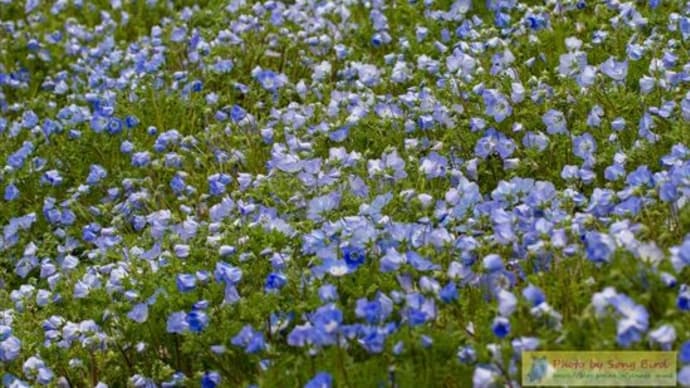 花の丘公園のネモフィラ(瑠璃唐草)
