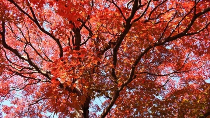 散歩道で紅葉を楽しむ