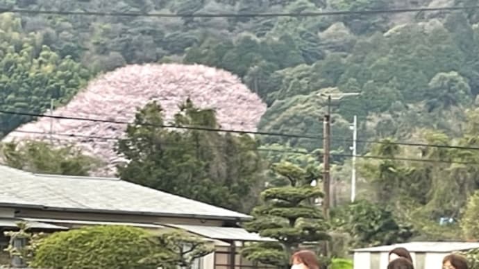 とりあえず桜 1 熊野神社