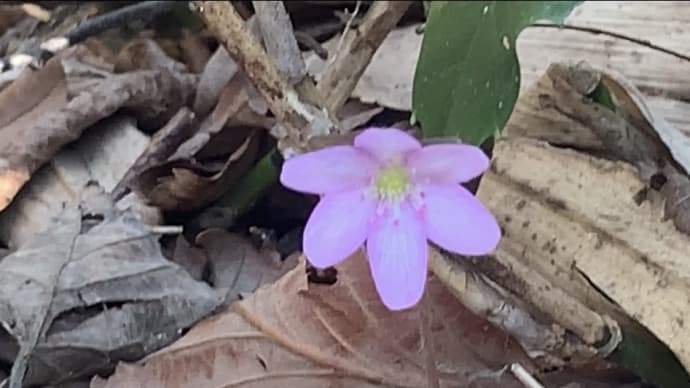 雪割草がすでに咲いている