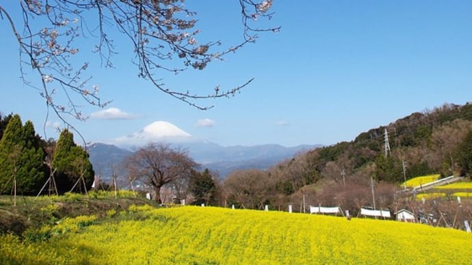 ・ 篠窪 桜・菜の花と富士山 絶景ポイント