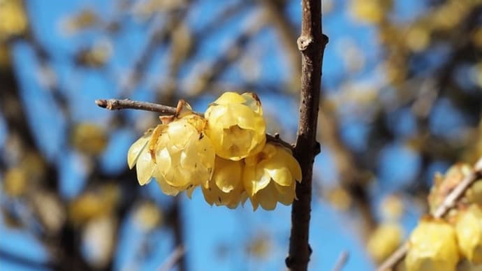 神奈川県松田町寄（ヤドリギ）の蝋梅が満開です。