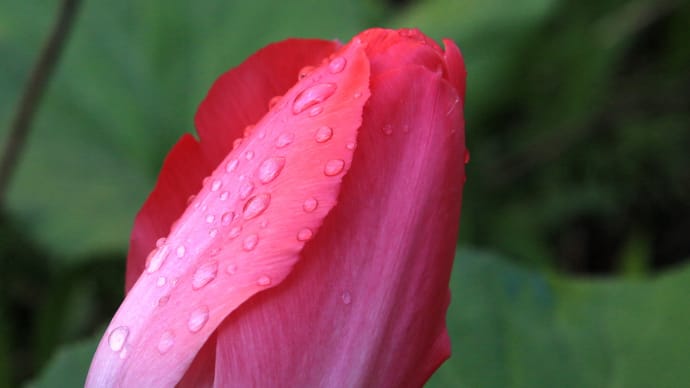 雨の日のチューリップ1