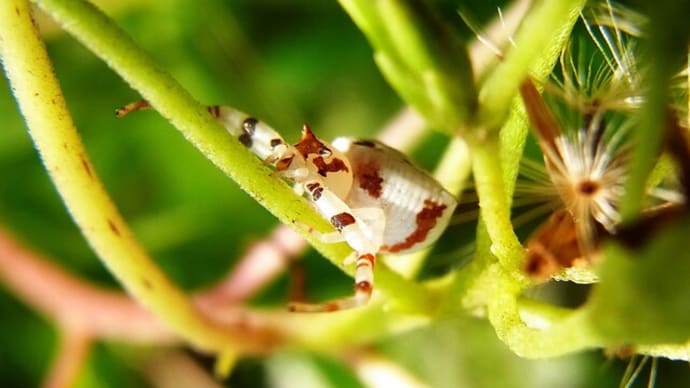 アズチグモ Thomisus labefactus ♀ を探せ