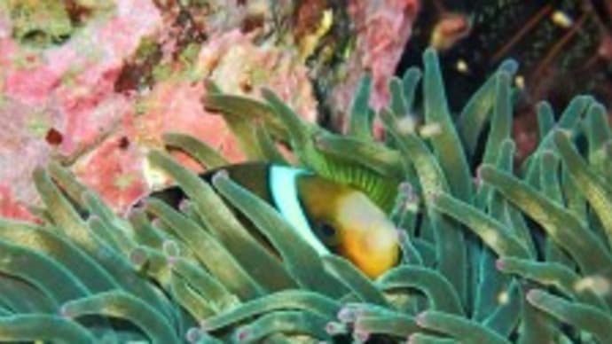 ✬✬九十九島の生き物たち✬✬
