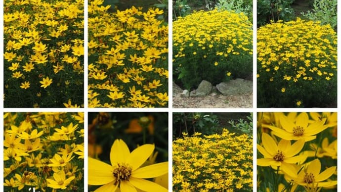 「糸葉春車菊の花が咲きました」 MY GARDEN 2024.07.09日撮影
