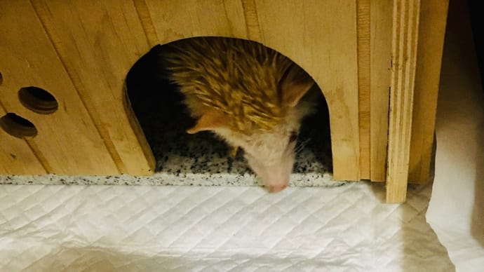 ハリネズミ 介護日記 8月27日