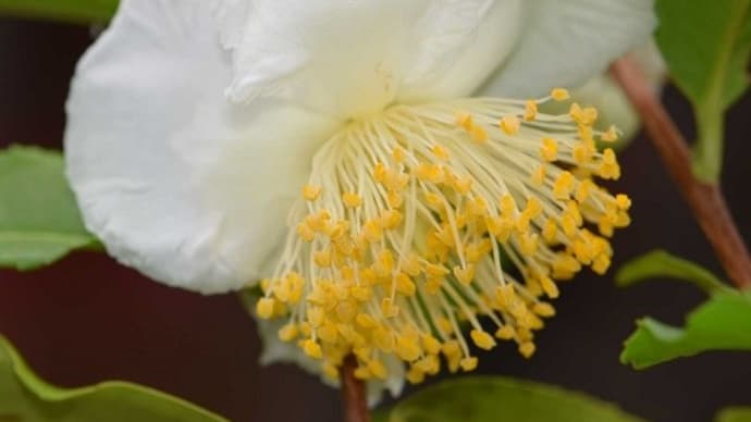 鉢植えの茶の木～晩秋に咲いた白花