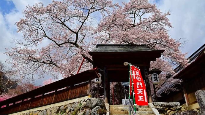 山梨市三富　吉祥寺の新羅櫻