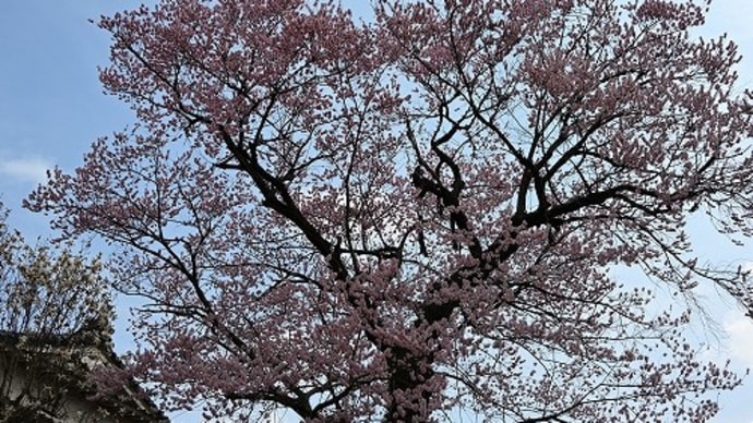 津山城跡（鶴山公園）の桜（無料エリア）
