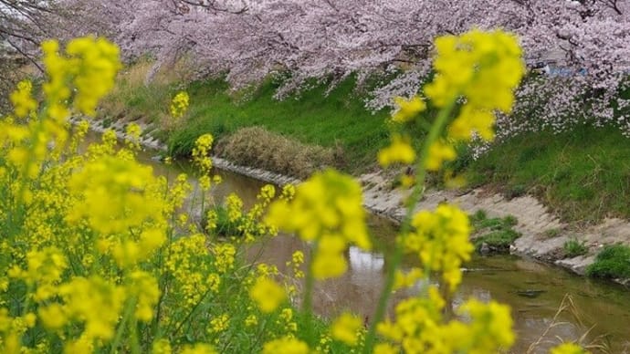 高田川堤防の桜並木は満開に