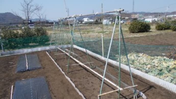 ヤマノイモの支柱が完成しました。