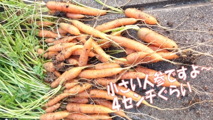 1本でもニンジン♪🥕何十本でも人参~♪🥕・・葉っぱが美味しい~🥕ミニにんじんちゃん