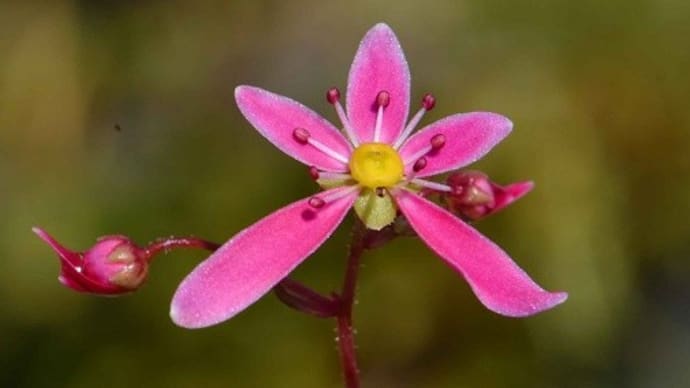 鉢植えの大文字草(25) 「美里」 他4鉢