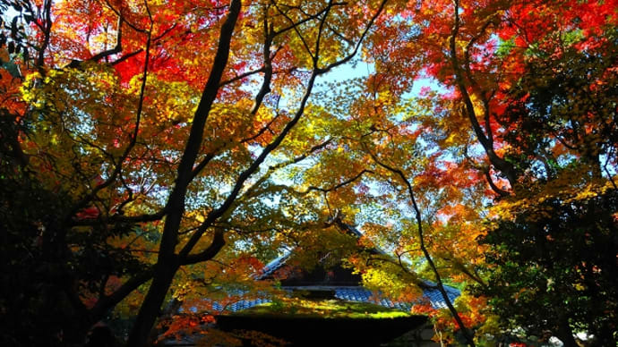 大徳寺 高桐院 の紅葉
