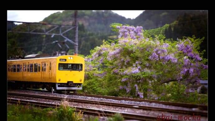 食パン電車と藤の花