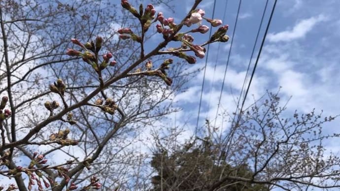 西海市松島「桜坂まつり」明日まで　（お誘い）