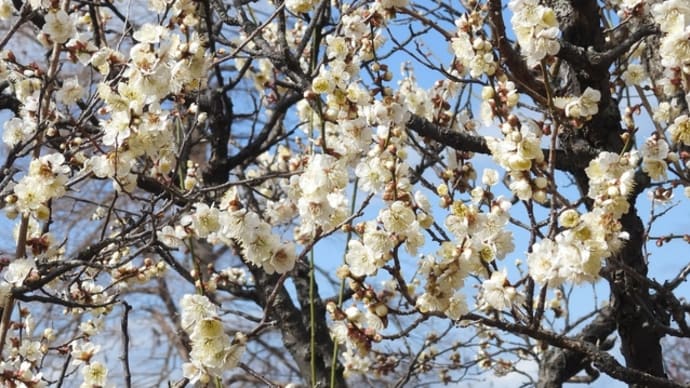 荒山公園の梅林(2025年2月13日)