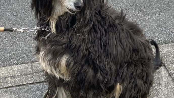 高貴な犬か不浄の畜生か