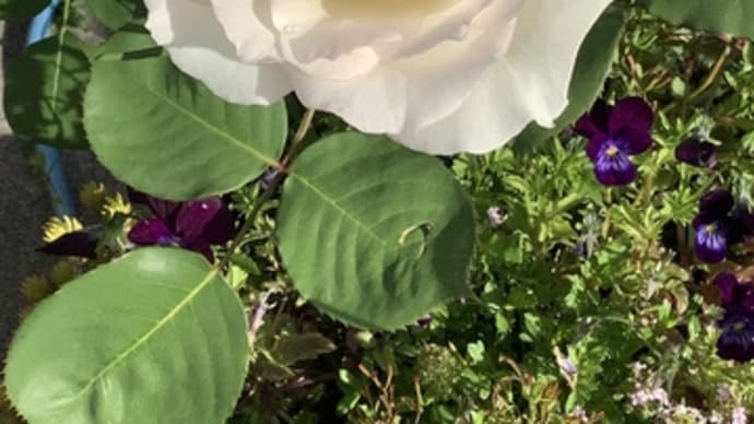 クラシック・チュチュの開花が進むと