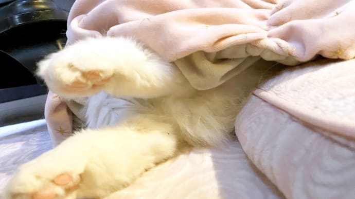 ウィンナードッグなキャット
